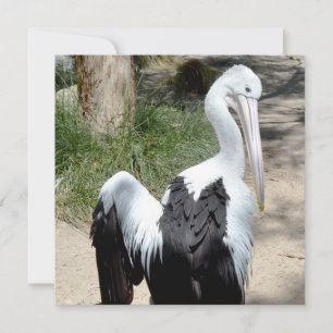 Pelican Time To Preen, Flat Card