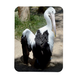 Pelican Time To Preen, Magnet
