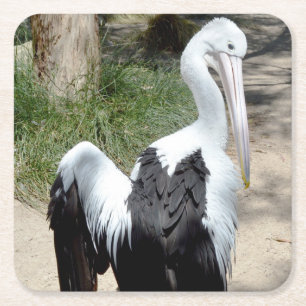 Pelican Time To Preen, Paper Coasters
