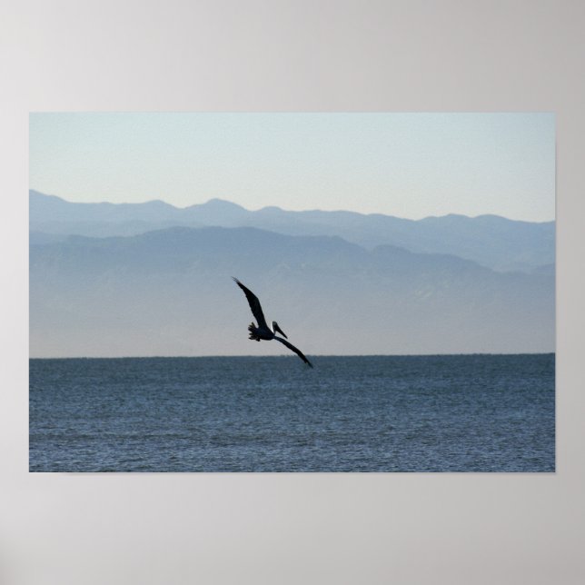 Pelican Turning to Dive Poster (Front)