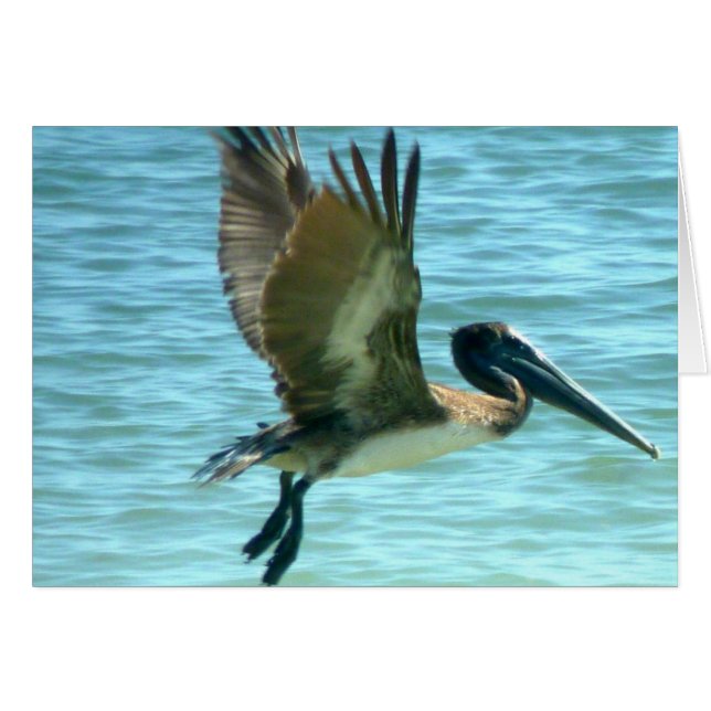 Pelican Watch (Front Horizontal)