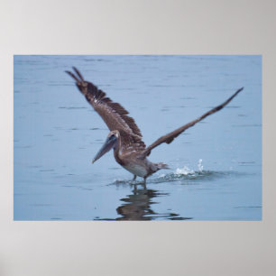 Pelican Water Landing Poster