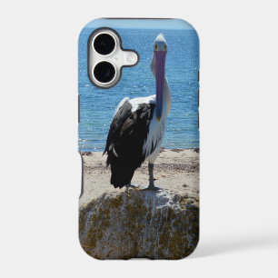 Pelican With The Look,