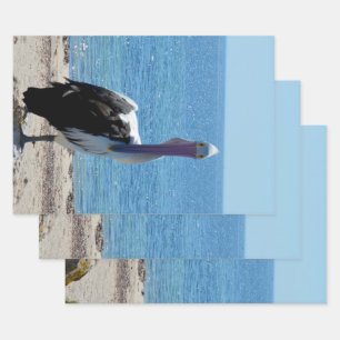 Pelican With The "Look", Gift Wrap Sheets