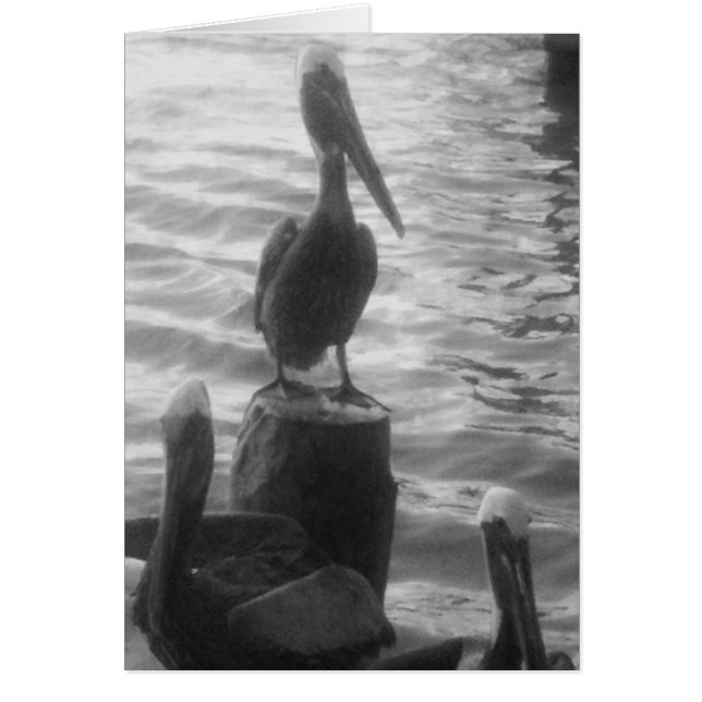 Pelicans (Front)