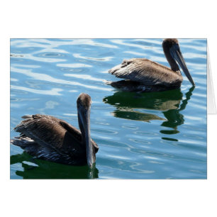 Pelicans