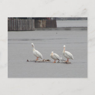 Pelicans and a Seagull Too Postcard