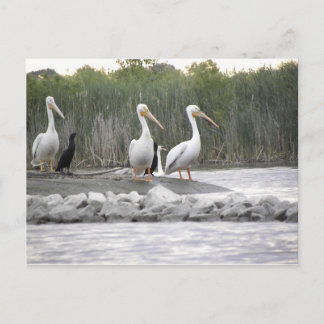 Pelicans and Cormorants Postcard