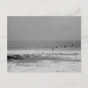 Pelicans and Waves in Black and White Postcard