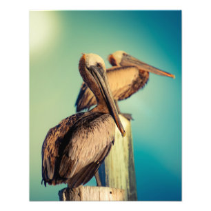 Pelicans at Dawn  Photo Print