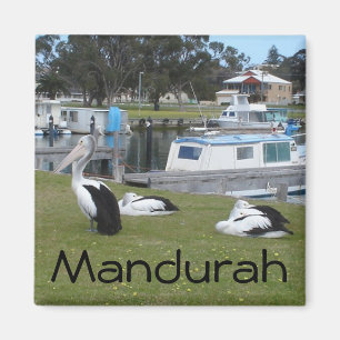 Pelicans at Mandurah Magnet