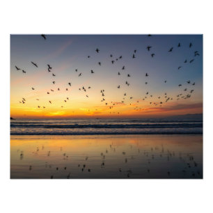 Pelicans at Sunset - Venice Beach, CA  Photo Print