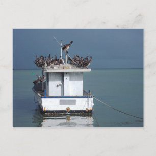 Pelicans at the Wharf, San Fernando, Trinidad Postcard