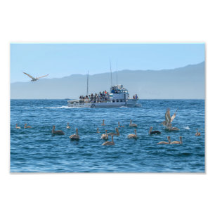 Pelicans Basking & Boat - Marina Del Rey, CA Photo Print