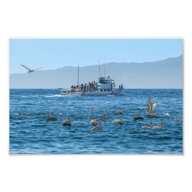Pelicans Basking & Boat - Marina Del Rey, CA Photo Print (Front)