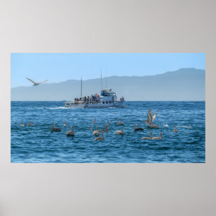 Pelicans Basking & Boat - Marina Del Rey, CA Poster