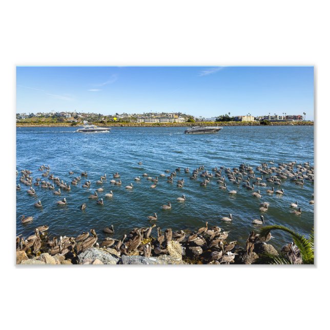 Pelicans Basking - Marina Del Rey, CA Photo Print (Front)