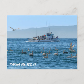 Pelicans Basking - Marina Del Rey, CA Postcard