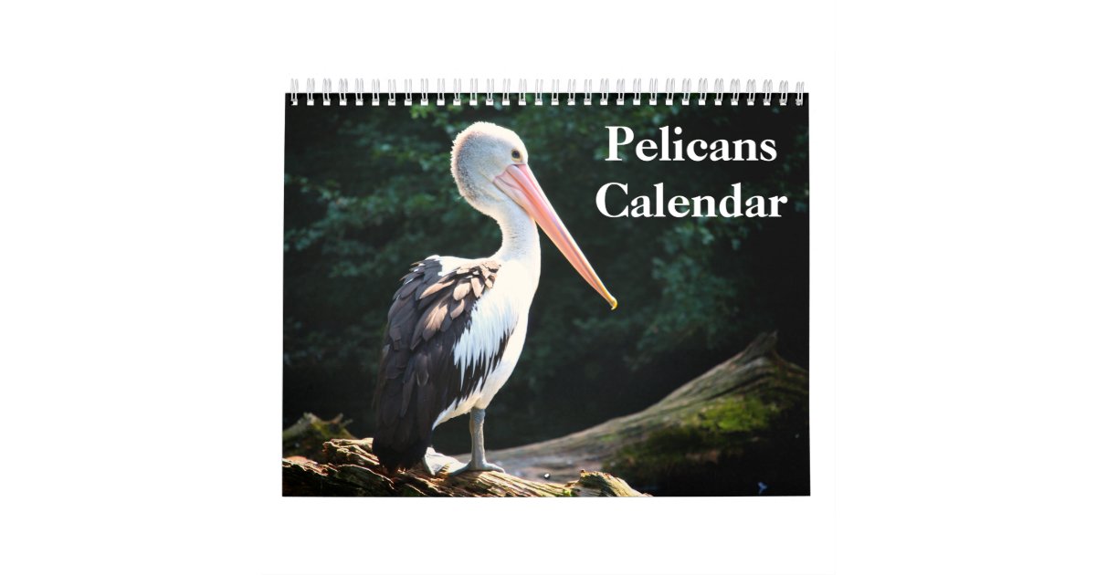 Pelicans Bird 2023 Calendar Zazzle