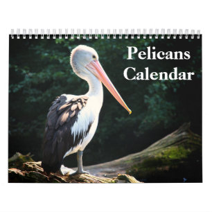 Pelicans Bird 2026 Calendar
