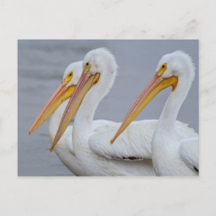 PELICANS - FORT MYERS BEACH, FLORIDA, USA POSTCARD