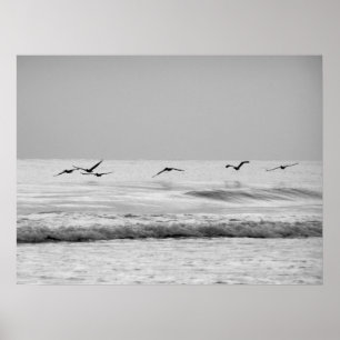 Pelicans in Flight Poster