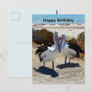 Pelicans In Love, Birthday Postcard