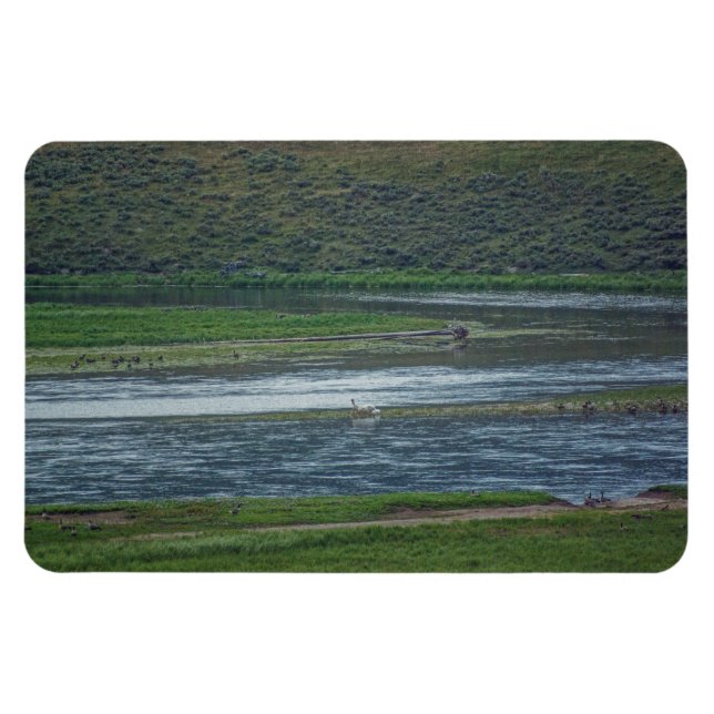 Pelicans Join the Geese Magnet (Horizontal)