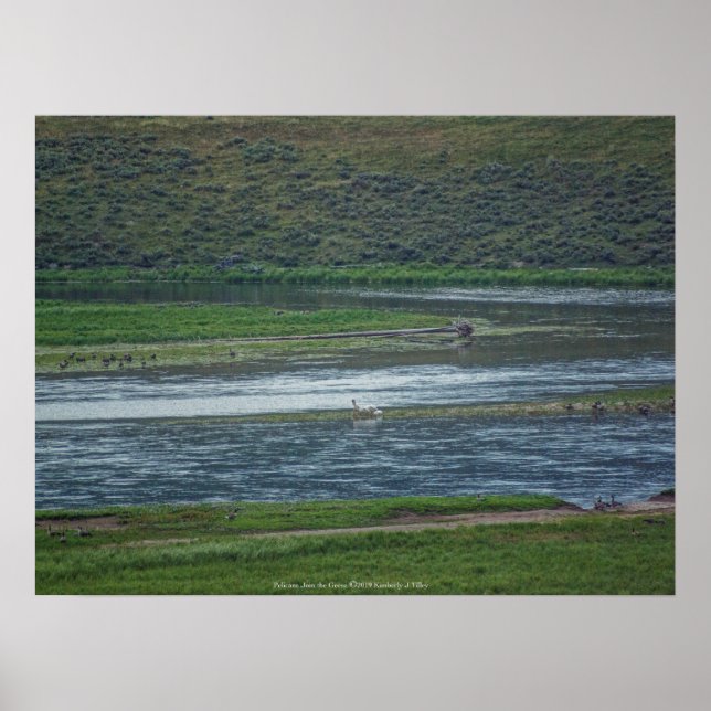 Pelicans Join the Geese Poster (Front)