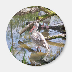 PELICANS MAGNET
