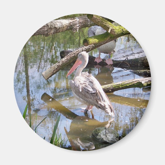 PELICANS MAGNET (Front)