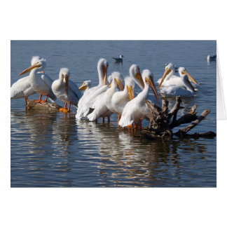 Pelicans Napping Card 5X7