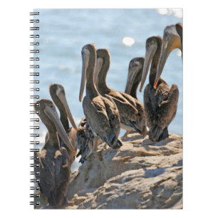 Pelicans Notebook