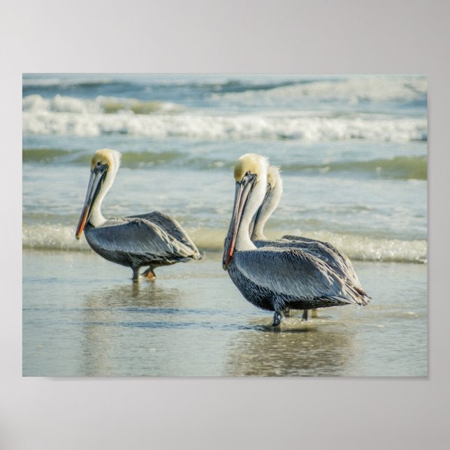 Pelicans on a Florida Beach Birds Archival Poster (Front)