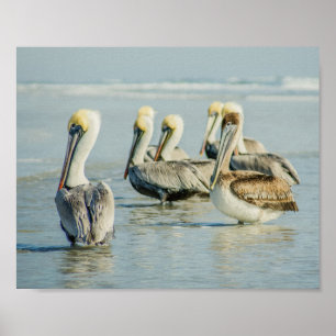 Pelicans on a Florida Beach Poster Print