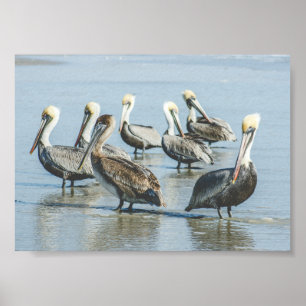Pelicans on a Florida Beach Poster Print