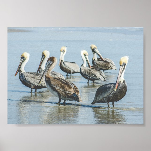Pelicans on a Florida Beach Poster Print (Front)