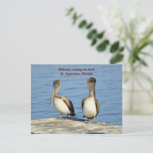 Pelicans on dock holiday postcard