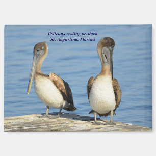 Pelicans on dock magnet
