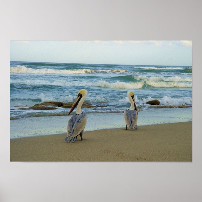 Pelicans on Jensen Beach in Florida Poster (Front)