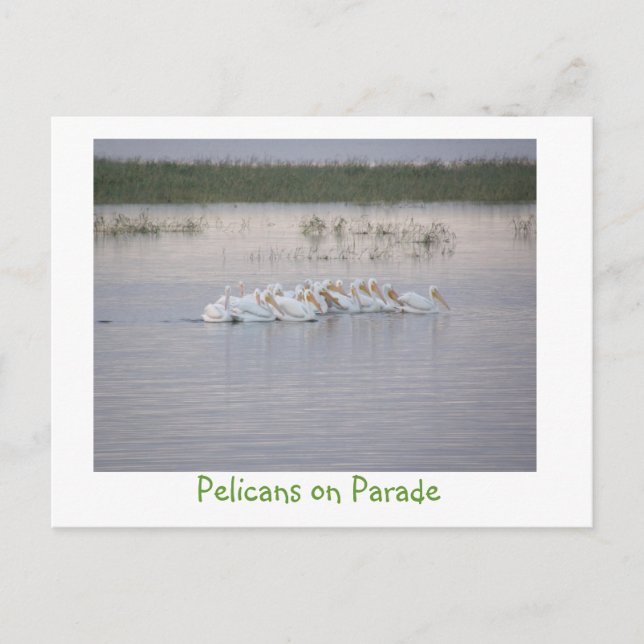 Pelicans on Parade Postcard (Front)