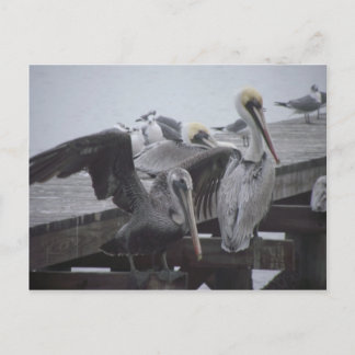 Pelicans on Pier Postcard