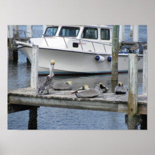 Pelicans on the Dock Poster