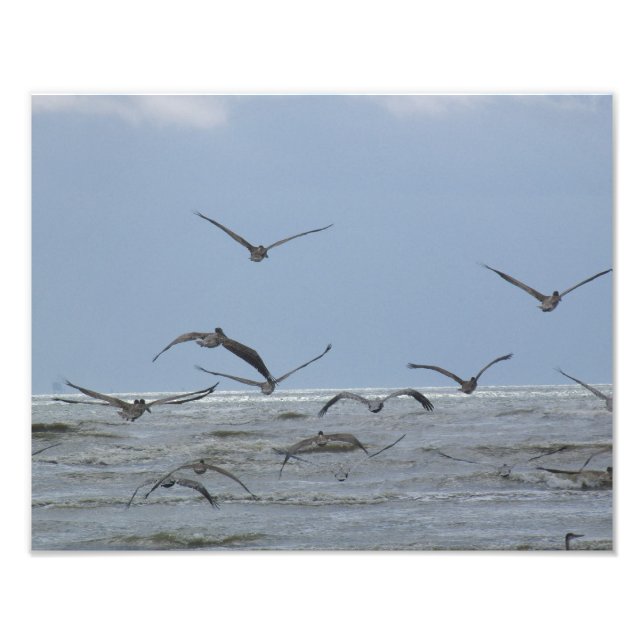 Pelicans over ocean Photo Print (Front)