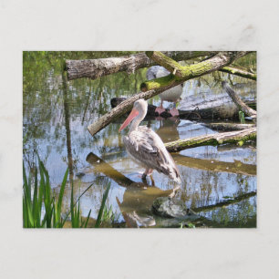 PELICANS POSTCARD