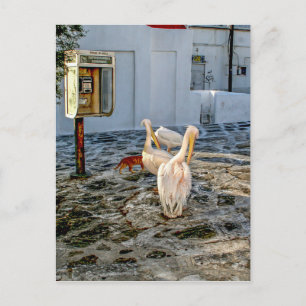 Pelicans Postcard