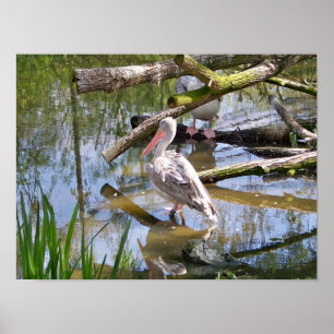 PELICANS POSTER