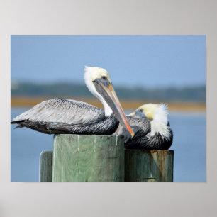 Pelicans resting on a pilling  poster