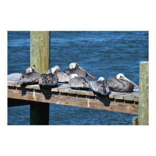 Pelicans resting on dock photo print