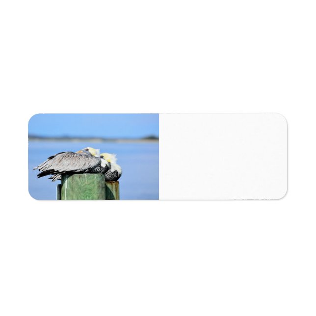 Pelicans Resting Return Address Label (Front)
